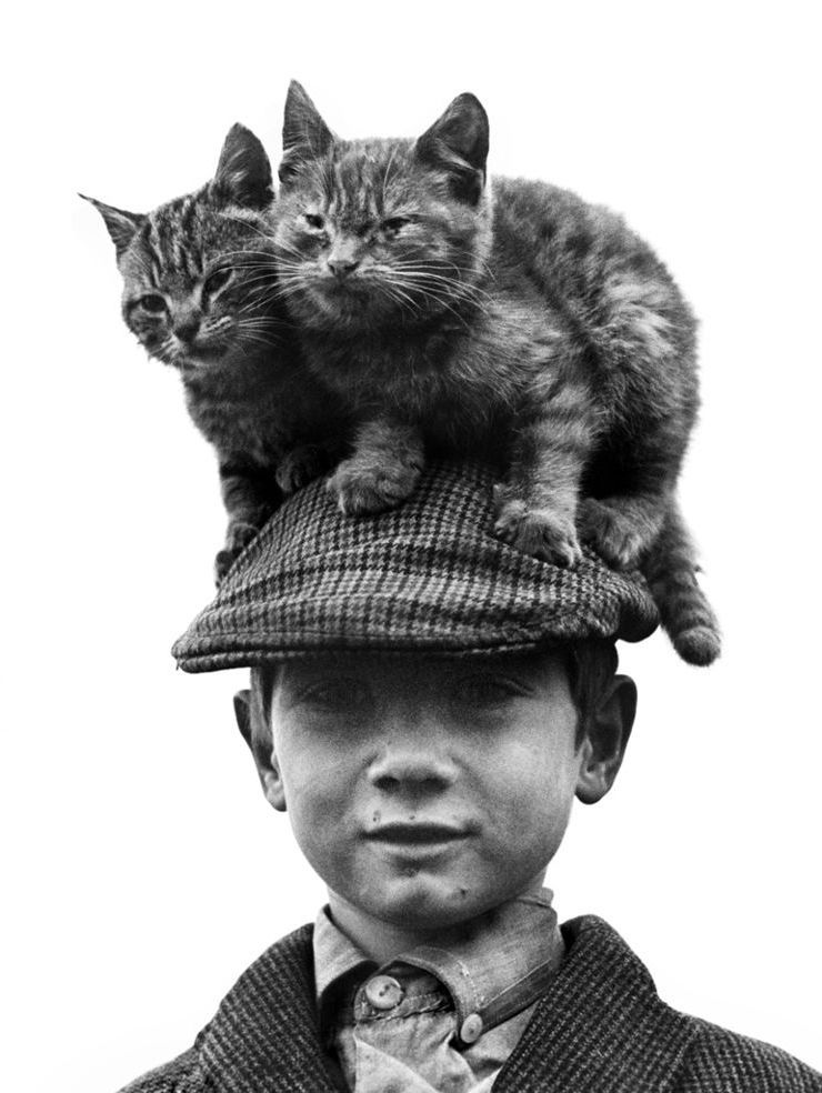 Мальчик с котиками