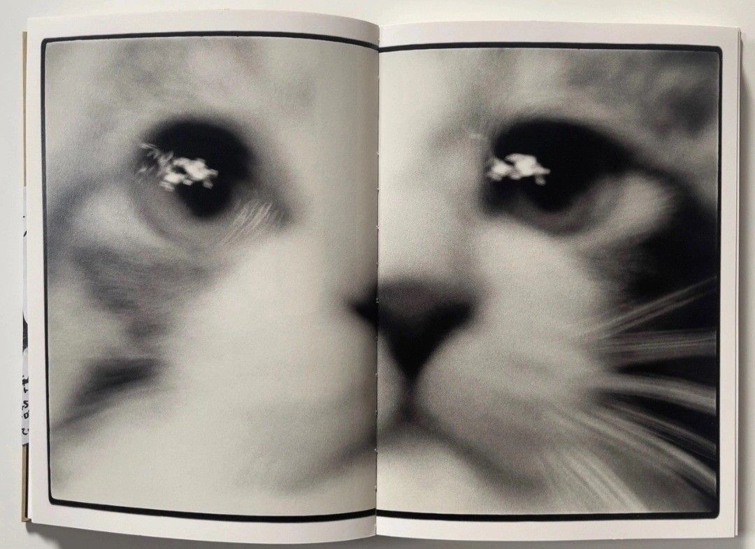 cats.png