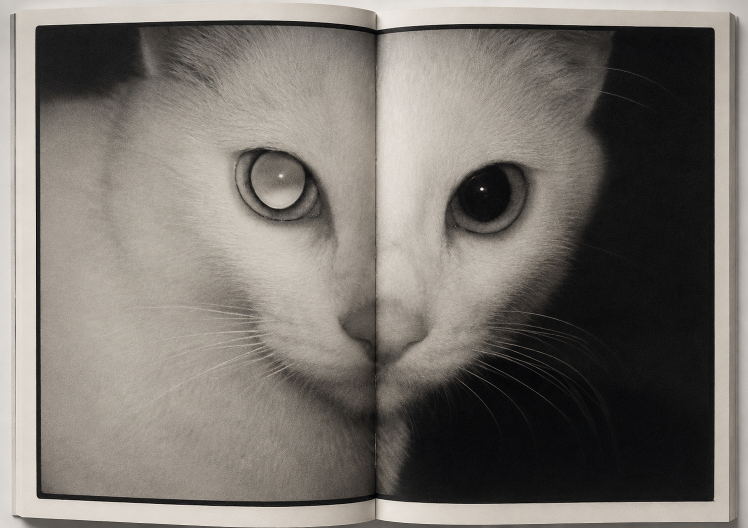 cats.png
